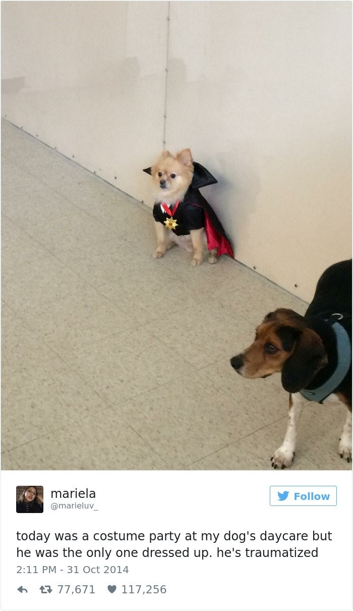 Top 20 best dog tweets "today was costume party at my dog's daycare but he was the only one dressed up. he's traumatized"